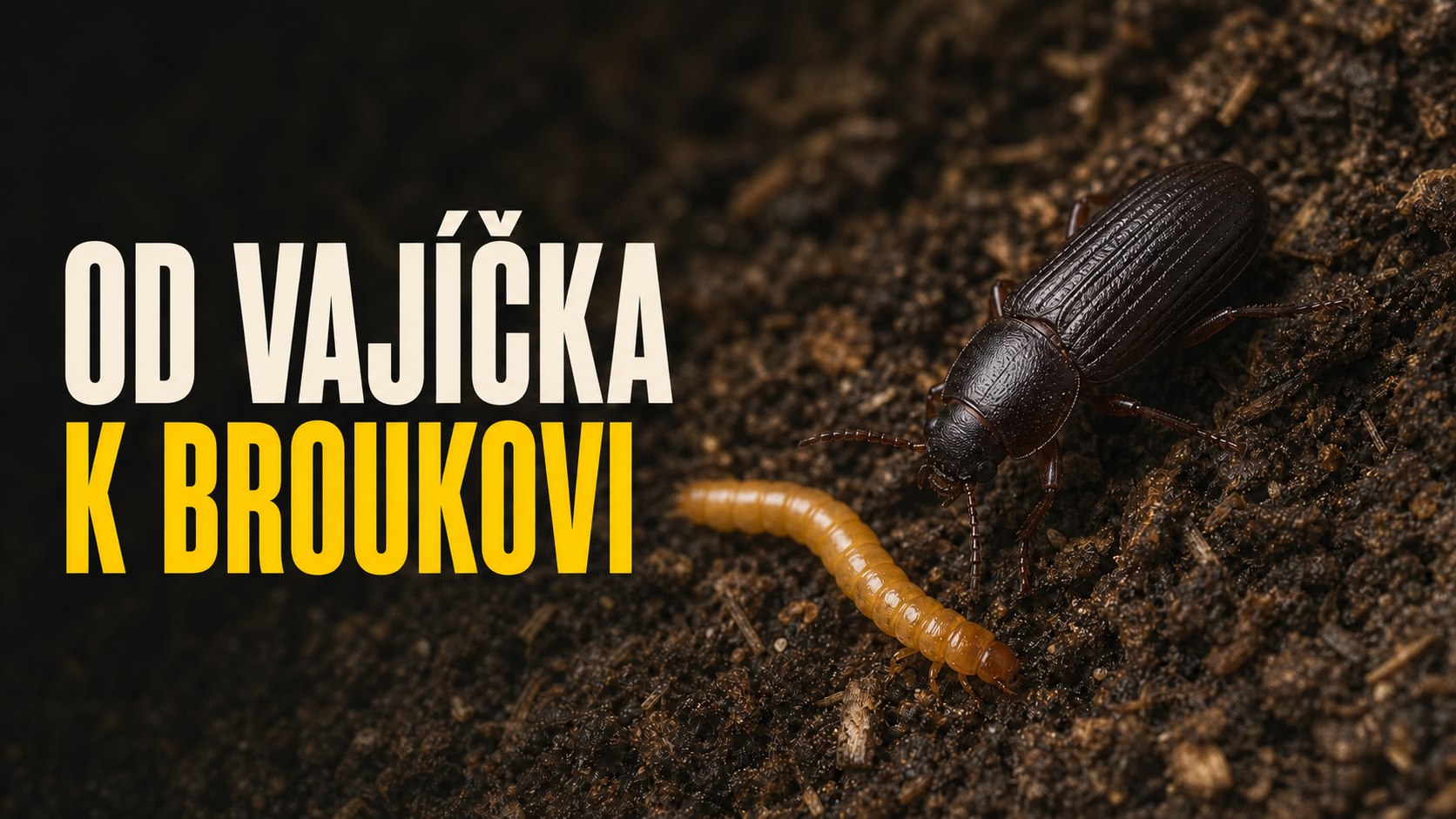 Dospělý potemník moučný a jeho larva na tmavém přírodním substrátu